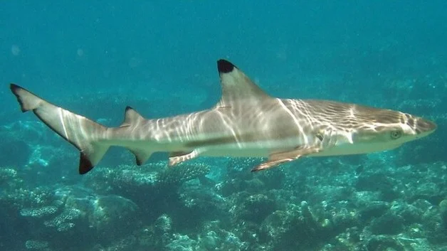 Rising ocean acidity may damage sharks’ teeth, study reveals