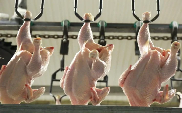 Казахстан укрепляет позиции на международном рынке животноводческой продукции