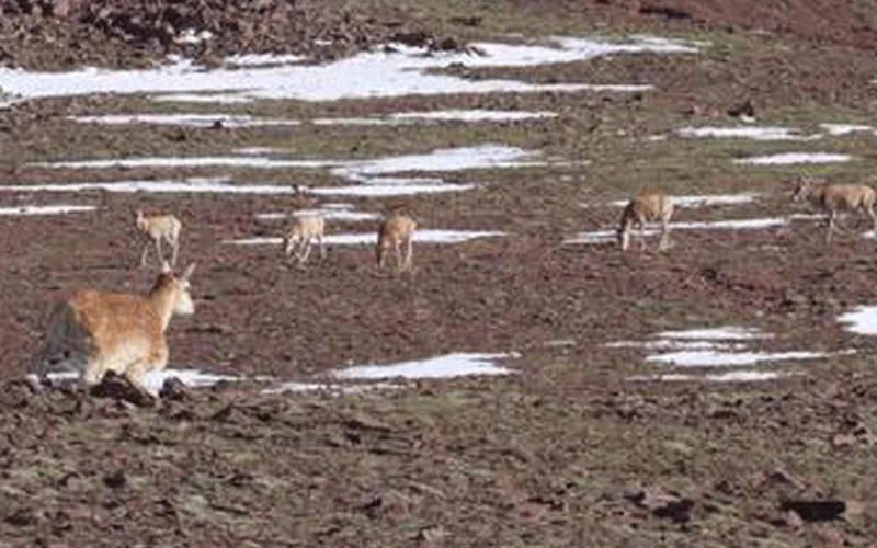 Қытайда бөкендерді бақылайтын робот-киік жасалды
