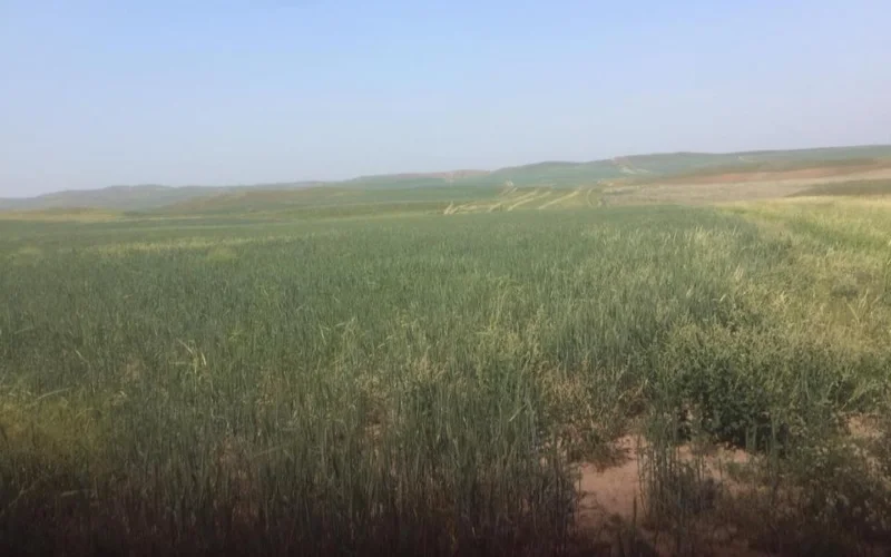 Зачем Шымкенту понадобилось более 250 участков и что получат за них жители