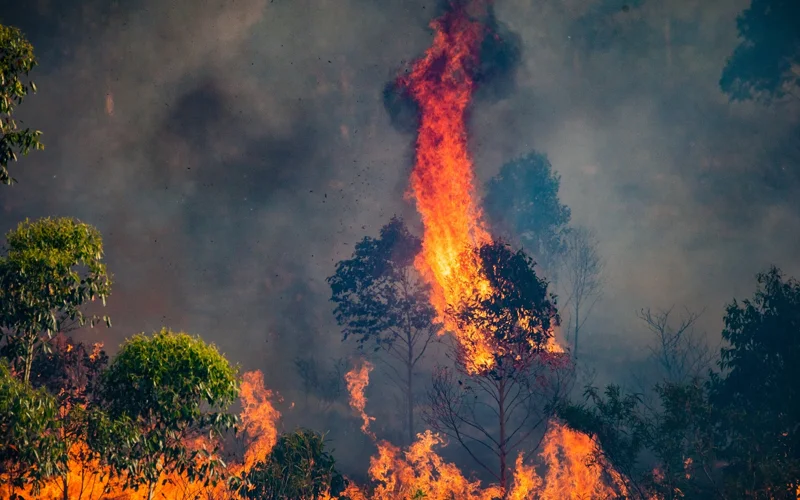 Wildfires