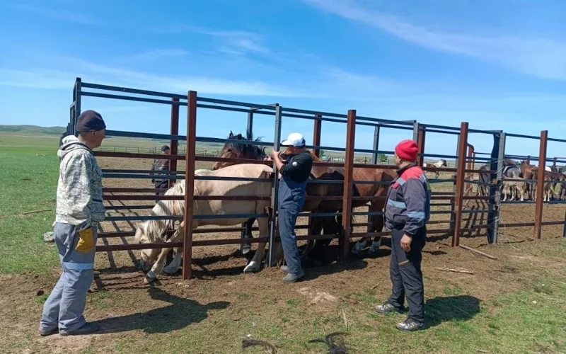 Эпизоотия ошағы отандық әзірлеменің арқасында жойылды