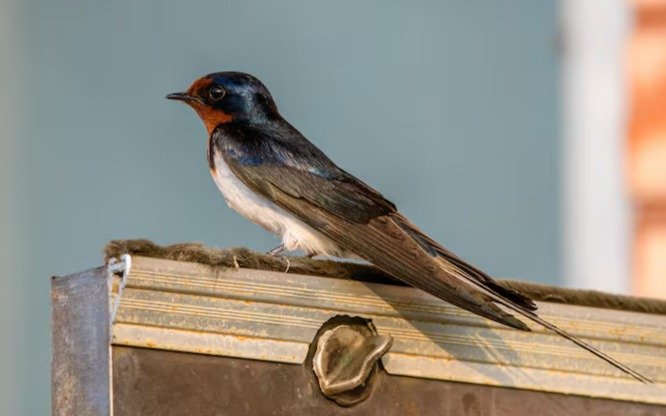 Үлкен әтешпен ескі волосатые киска