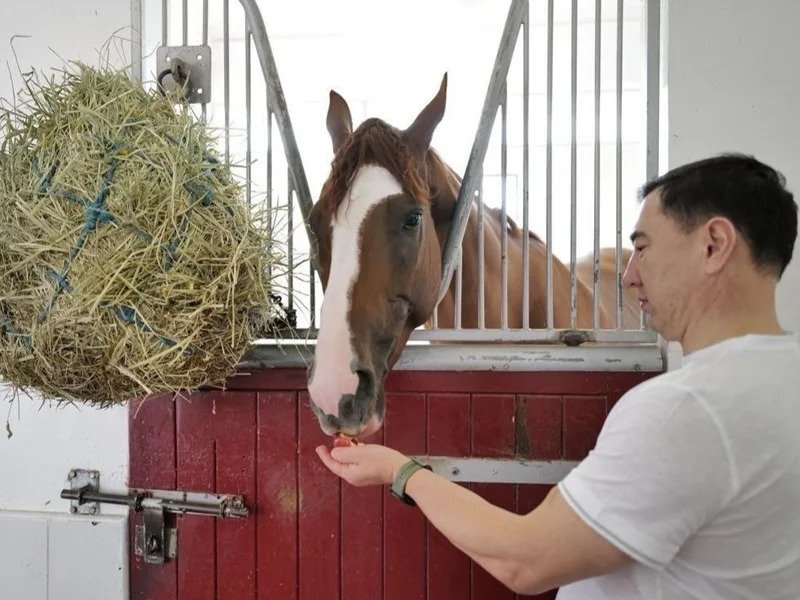 Kazakh horse Kabirkhan gears up for new season Kazakh horse Kabirkhan gears up for new season