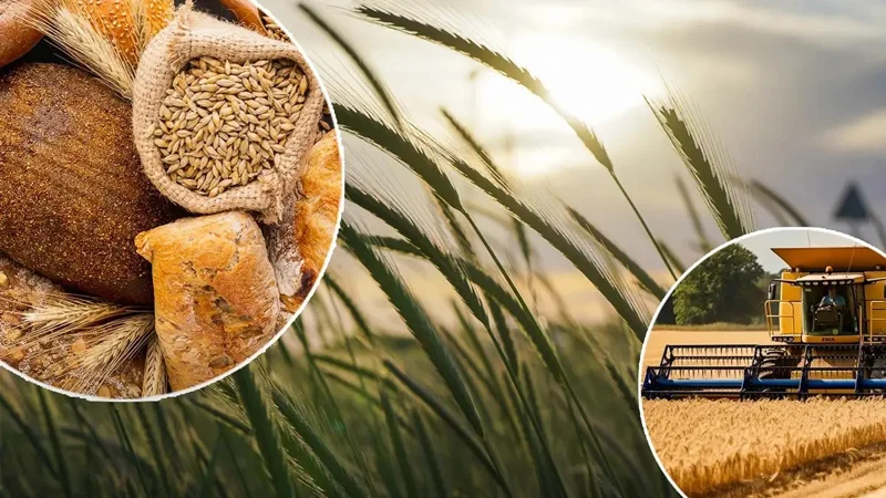 қишлоқ хўжалиги