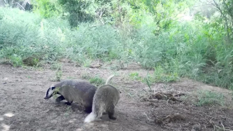 Фотоловушки в Чарынском нацпарке зафиксировали редких обитателей тугая