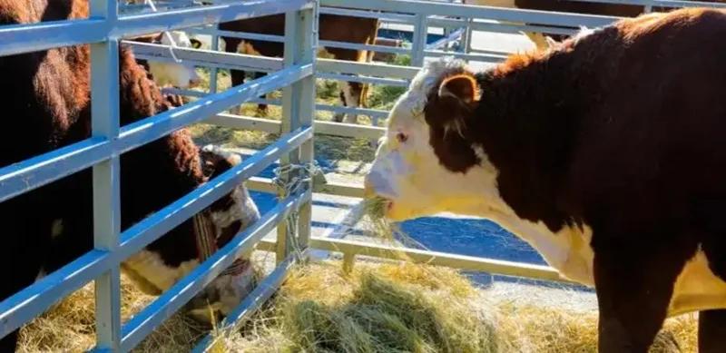 Cattle breeding accounts for some 40% of gross agricultural output