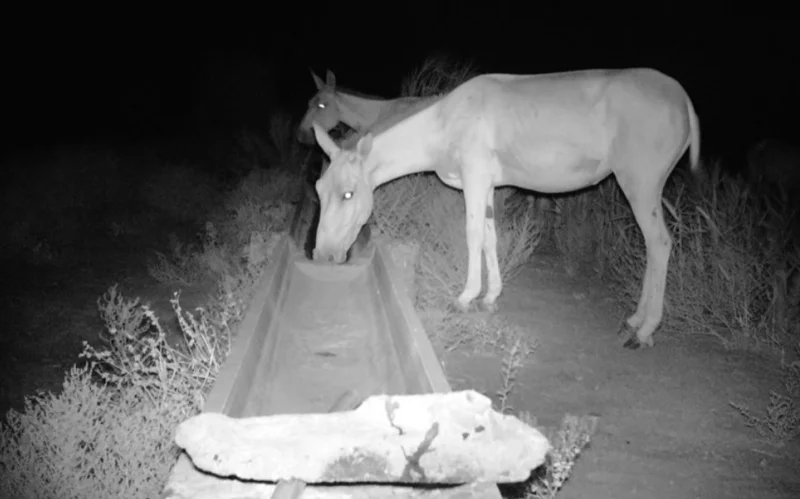 Іле-Балқаш резерватында Қызыл кітапқа енген құландар фототұзаққа түсіп қалды