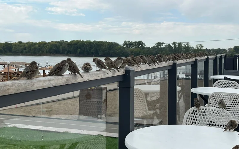 погода птицы