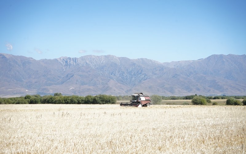 В Жетысу завершается уборка зерновых: обмолочено 92% посевных площадей В Жетысу завершается уборка зерновых: обмолочено 92% посевных площадей
