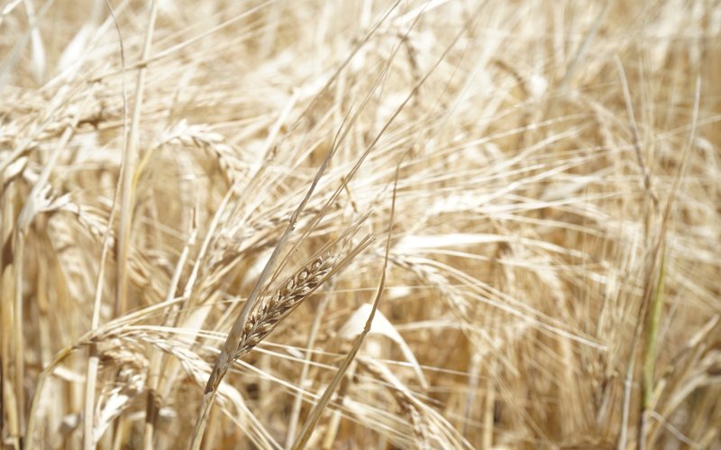 В Жетысу завершается уборка зерновых: обмолочено 92% посевных площадей В Жетысу завершается уборка зерновых: обмолочено 92% посевных площадей