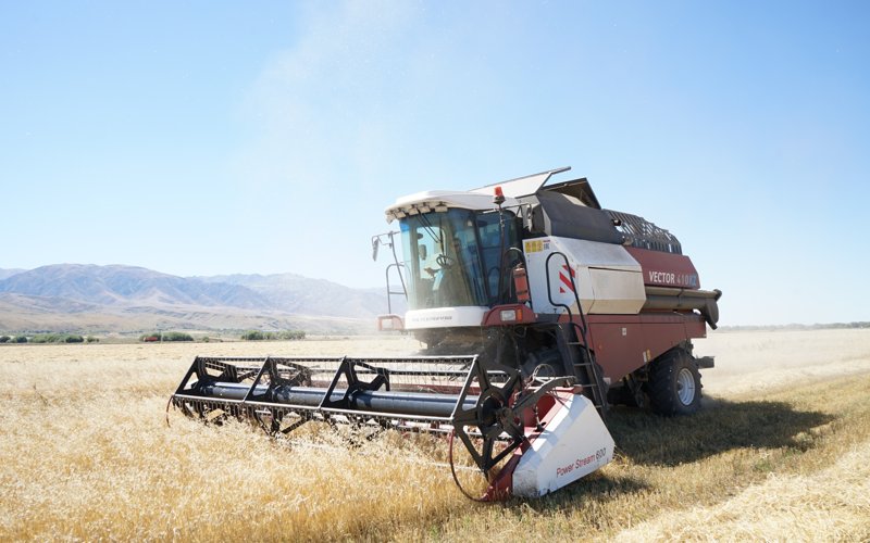 В Жетысу завершается уборка зерновых: обмолочено 92% посевных площадей В Жетысу завершается уборка зерновых: обмолочено 92% посевных площадей