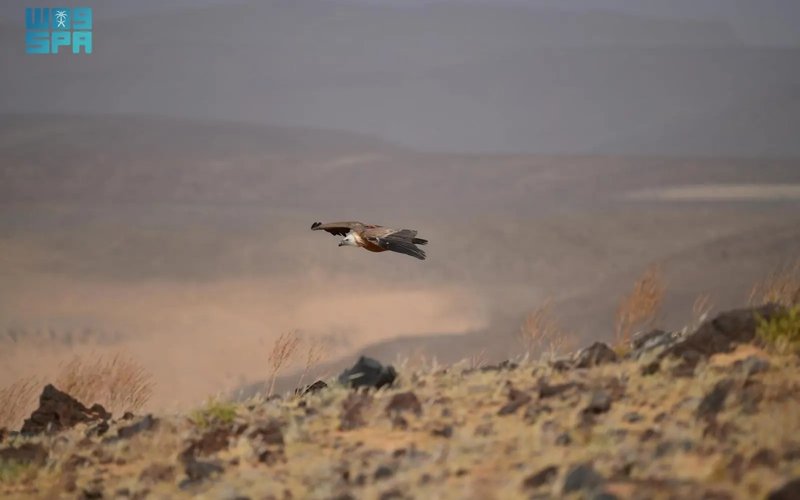 Two Eurasian Griffon Vultures Tagged by Prince Mohammed bin Salman Royal Reserve Travel over 245,000 km across Eight Countries Two Eurasian Griffon Vultures Tagged by Prince Mohammed bin Salman Royal Reserve Travel over 245,000 km across Eight Countries