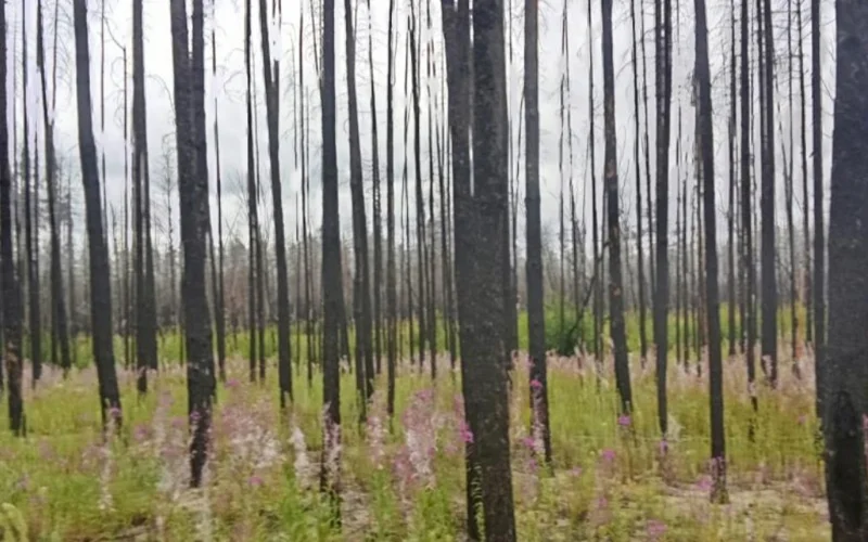 сгоревший лес в Костанайской области