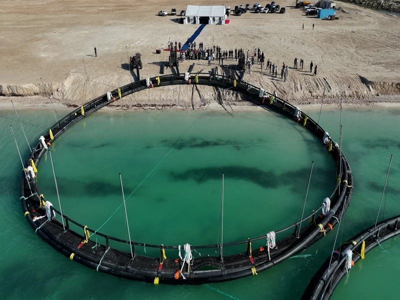 Massive salmon farm project kicks off in Mangistau region Salmon farm unveiling