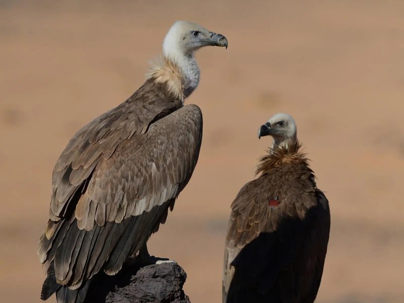 Two Eurasian Griffon Vultures Tagged by Prince Mohammed bin Salman Royal Reserve Travel over 245,000 km across Eight Countries Two Eurasian Griffon Vultures Tagged by Prince Mohammed bin Salman Royal Reserve Travel over 245,000 km across Eight Countries
