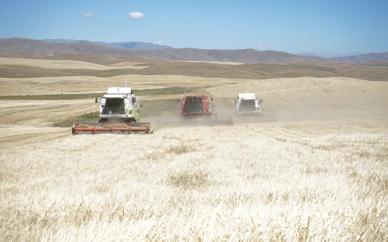 В Жетысу завершается уборка зерновых: обмолочено 92% посевных площадей