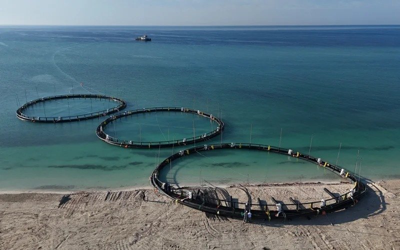 Massive salmon farm project kicks off in Mangistau region Salmon farm unveiling