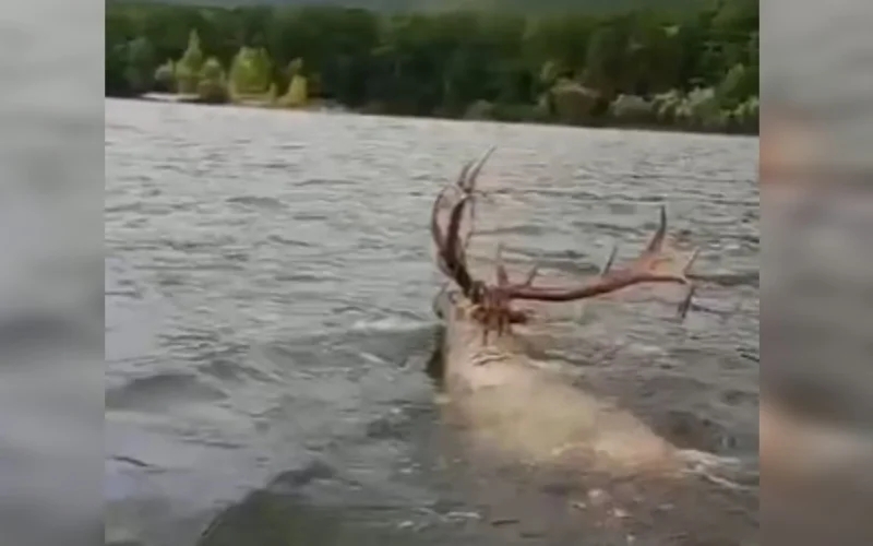 Бурабай, олень в озере