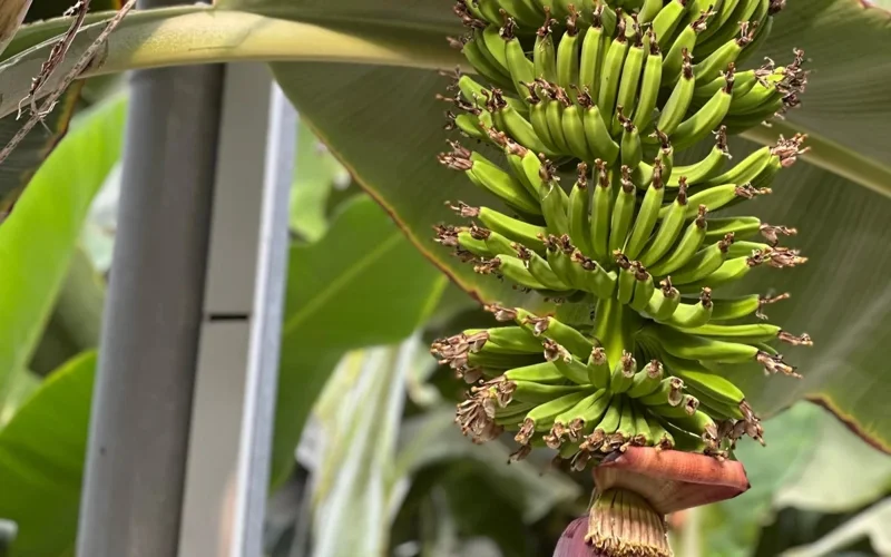 бананы в теплицах