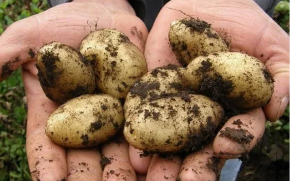 картоп, картофель