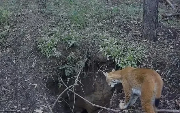 Lynx caught on camera trap visiting badger sett in Pavlodar region