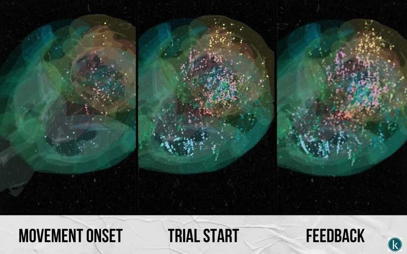 How the brain makes choices: new map reveals the process