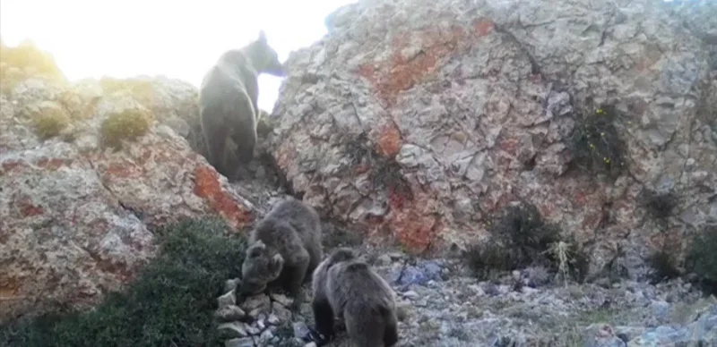 Сайрам-Өгем паркінде Қызыл кітапқа енген Тянь-Шань қоңыр аюы фототұзаққа түсіп қалды