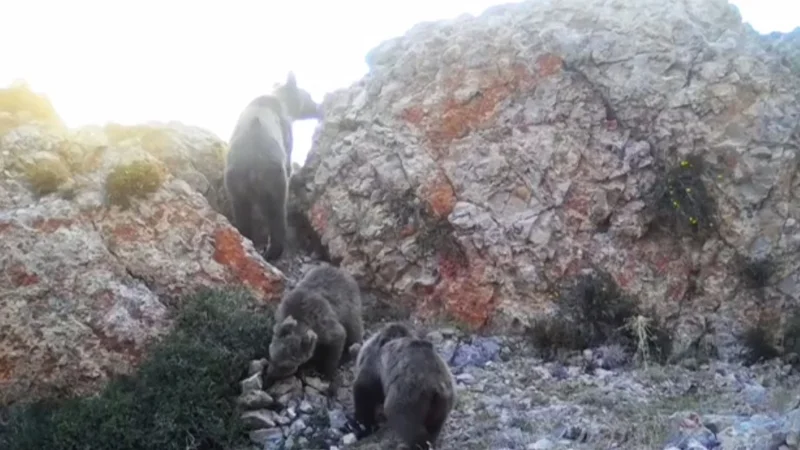 Животные из Красной книги Казахстана попали на фотоловушки