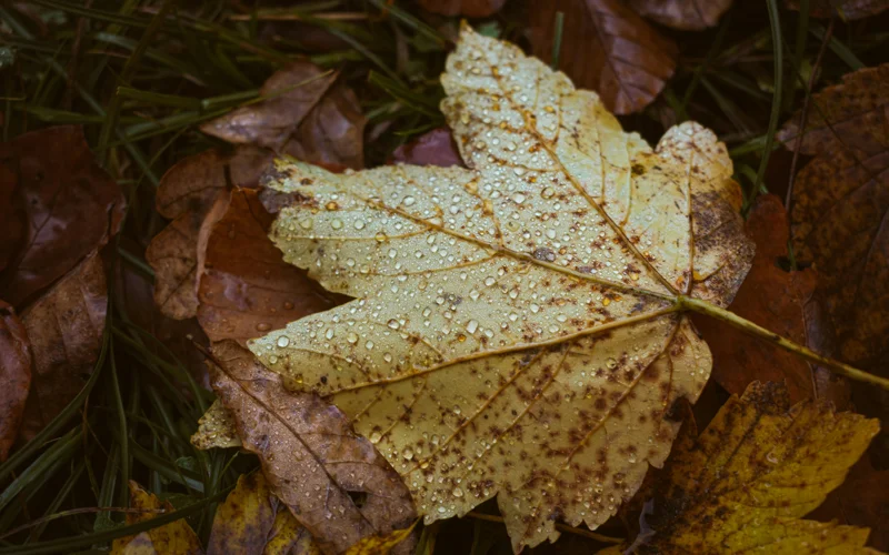 осень дожди