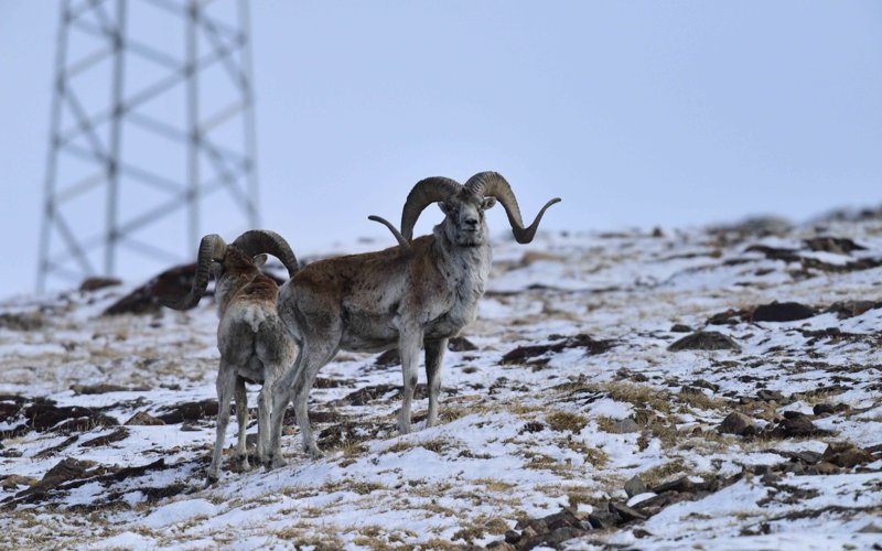 тянь-шанские архары а