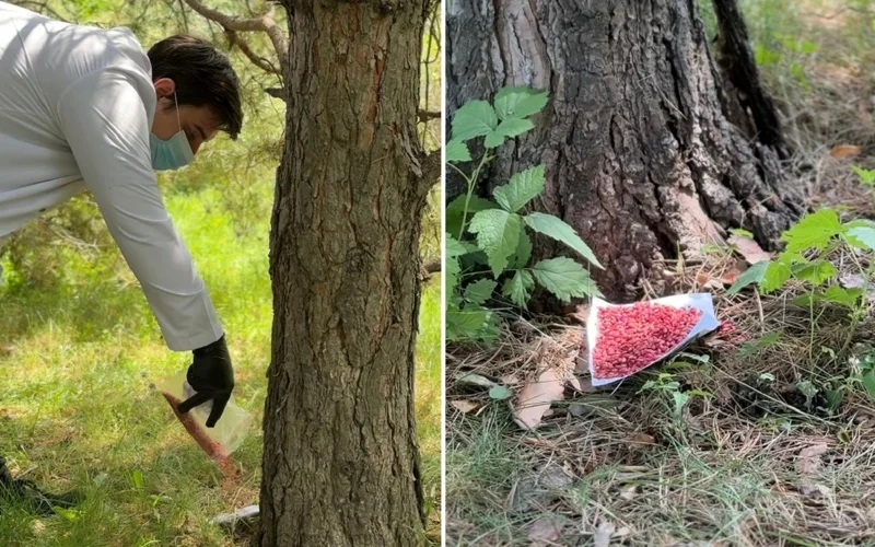 Борьба с грызунами в Алматы охватит свыше 47 тысяч гектаров