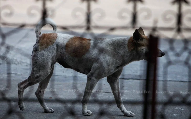 Власти Таиланда предупредили о вспышке бешенства в Бангкоке