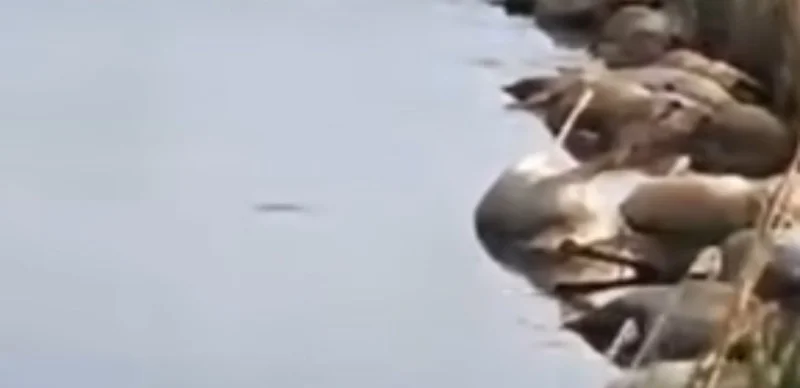 В реке в Актюбинской области обнаружили туши сайгаков