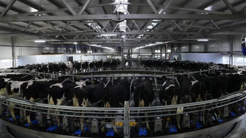 Программу по развитию племенного животноводства запустят в Казахстане