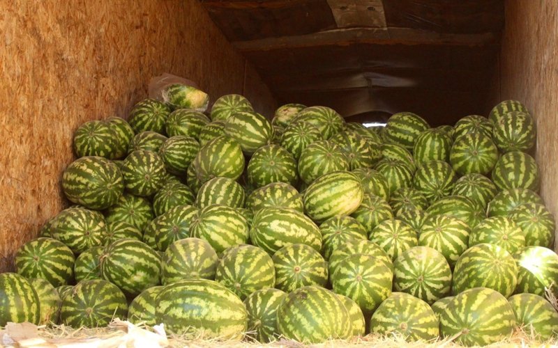 Астанада Сыр өңірінің жәрмеңкесі өтіп жатыр Астанада Сыр өңірінің жәрмеңкесі өтіп жатыр