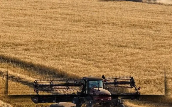 Қазақстанда 11,6 млн тонна астық жиналды