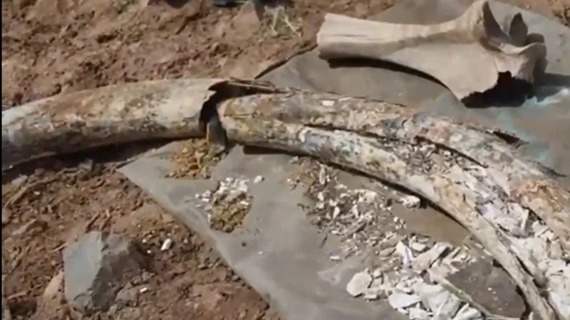 Предположительно кости мамонта обнаружил во время рыбалки акмолинец