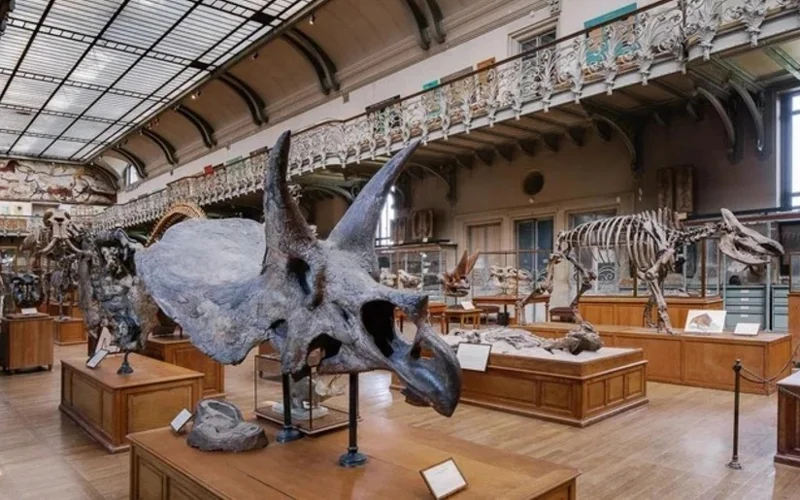 Францияның табиғат тарихы мұражайынан 600 еуроның заттары ұрланды