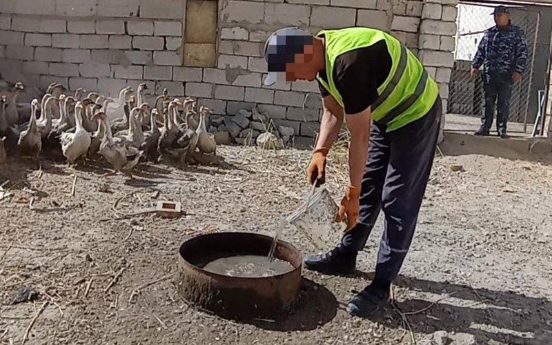 Қызылордада сотталғандар үйрек-қаз өсіріп жүр Қызылордада сотталғандар үйрек-қаз өсіріп жүр