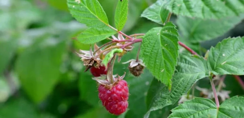 Таңқурай жапырағы