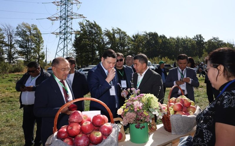 阿拉木图州将扩大阿波尔特苹果种植面积110公顷