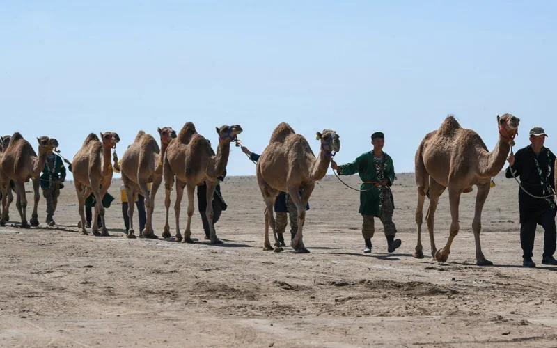 Әлемдік рекорд тіркелді: Алматы облысында 1 000 түйеден құралған керуен жүріп өтті