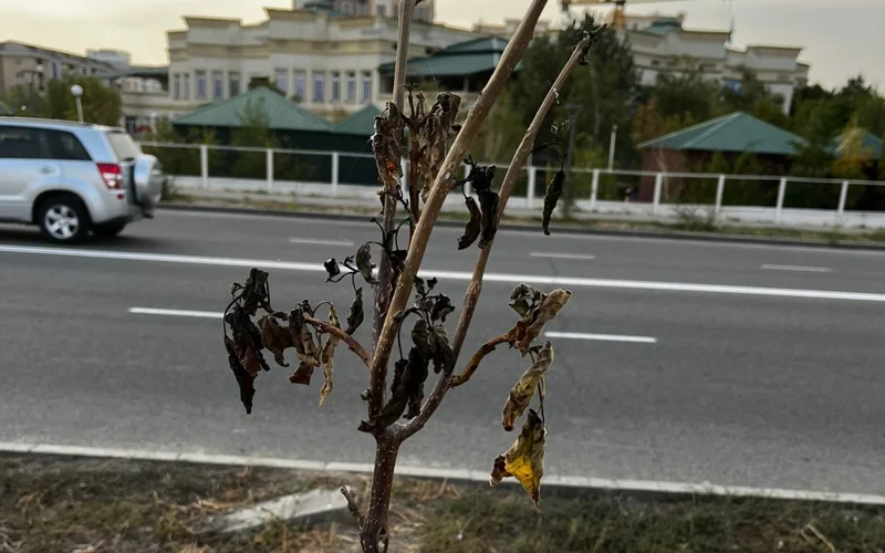 Сажаем и вырываем: в области Жетысу задумались о гарантии на каждое дерево