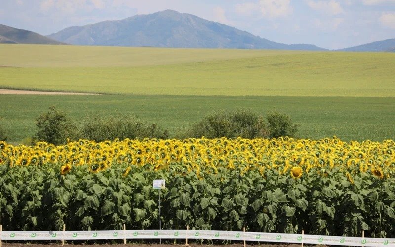 кунгабоқар кунгабоқар