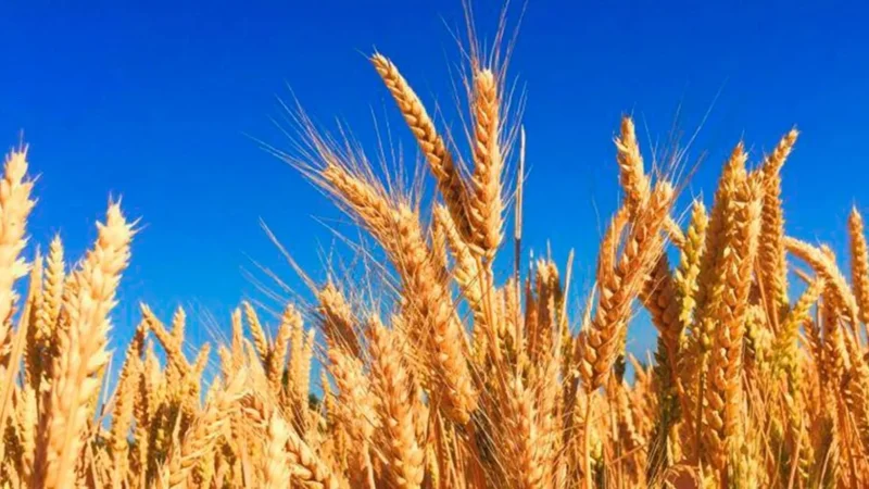 Harvesting  