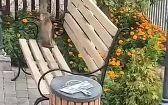 обезьяна на улицах Тараза