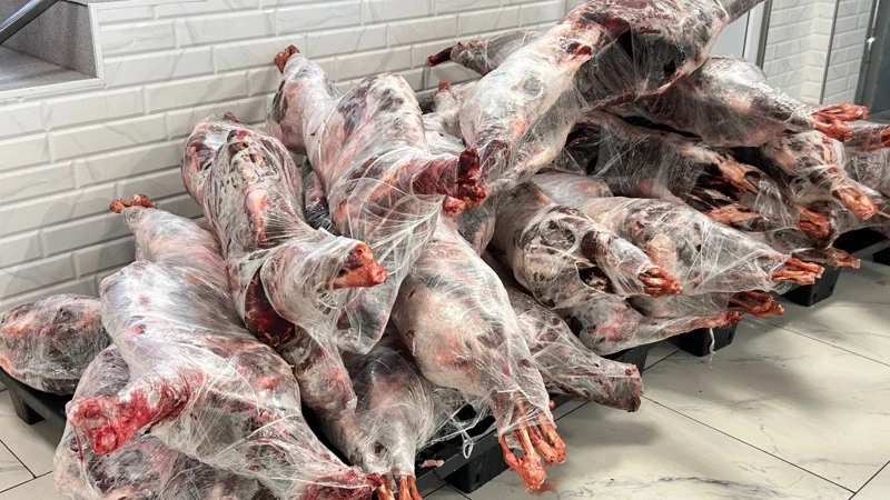 мясо сайгаков