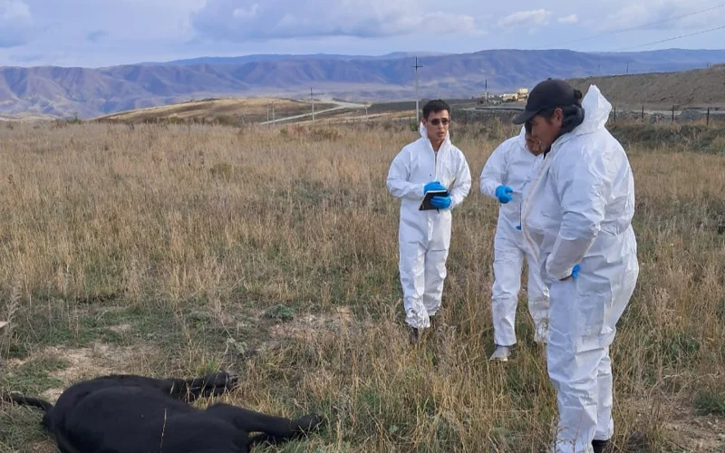 В Курчумском районе ВКО гибнет скот, причины выясняют