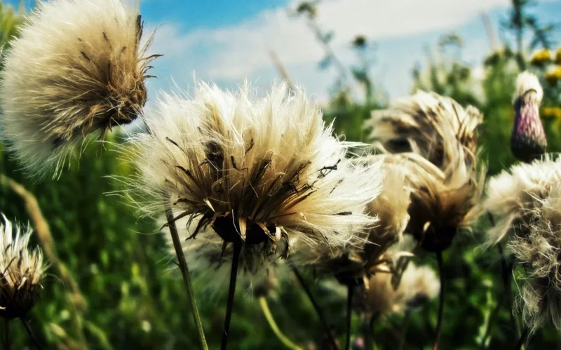 wind
